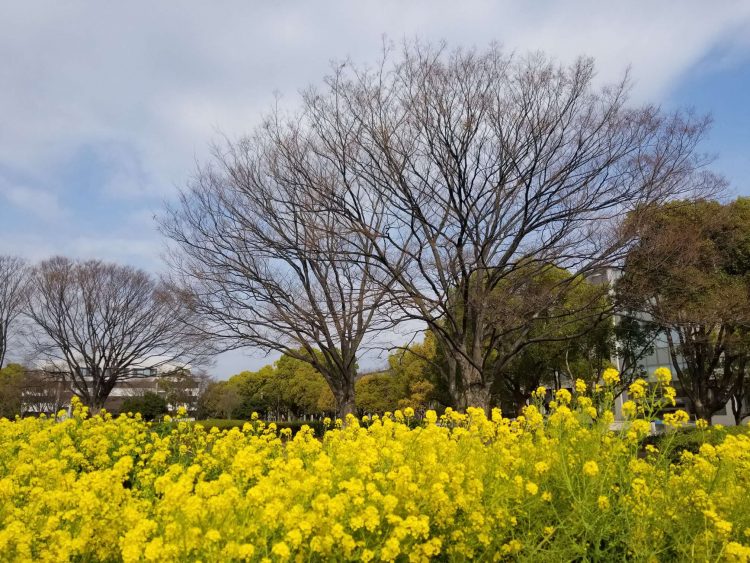 一面の菜の花